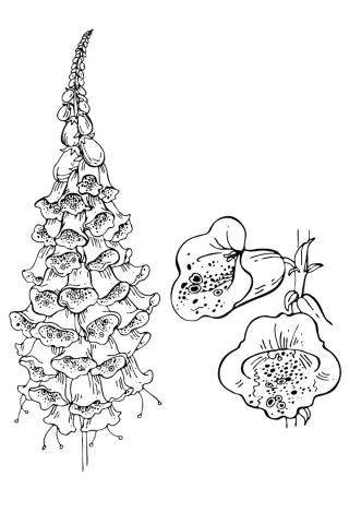 Наперстянка Раскраска Наперстянка