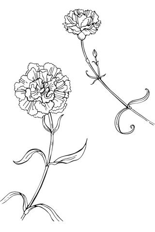 Гвоздики Раскраска Гвоздики