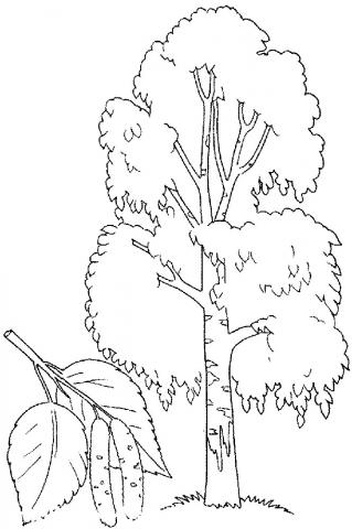 Береза и листок Раскраска Береза и листок